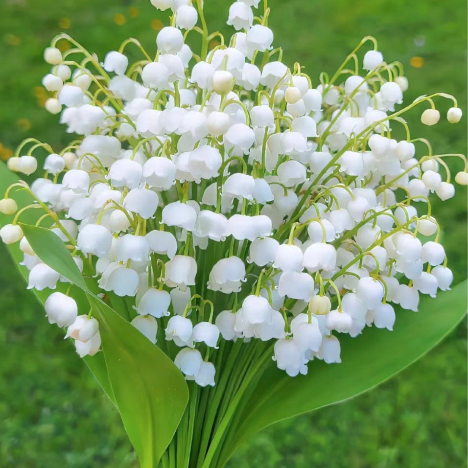 🎐♡Lily of the Valley—Happiness Arrives
