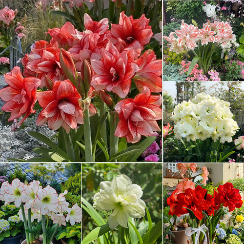 🏠💥Giant Double-Flowered Amaryllis Bulbs – Spectacular Blooms This Season!🌼