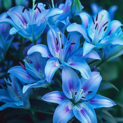 🌸 Premium Lily Bulbs – Fragrant Perennial Blooms for Gardens & Containers