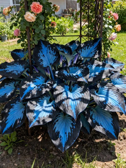 🔥Premium Hosta Seeds🌸Easy to Grow, Comes Back Every Year ✨ Perfect for Beginners