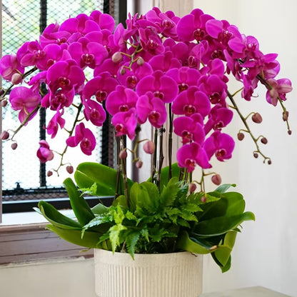 🌺Last Day 50% OFF🌸Phalaenopsis Seeds-Queen Of Orchids
