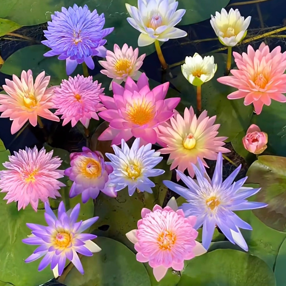 ✨🪷 Water Lilies: Transform Your Water Garden into a Living Masterpiece
