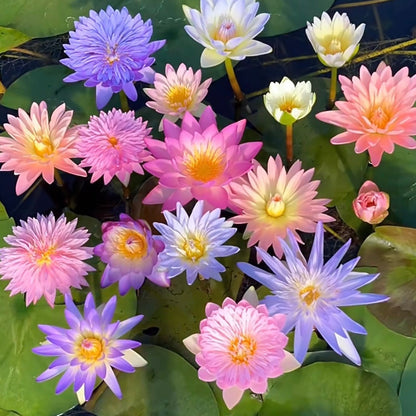 ✨🪷 Water Lilies: Transform Your Water Garden into a Living Masterpiece