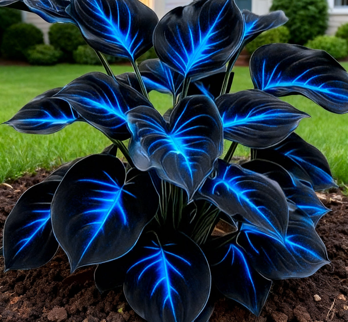 🔥 Rare Dark Blue Flame Hostas 🌌 Light Up Your Night Garden
