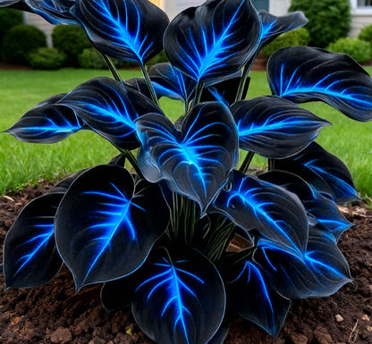🔥 Rare Dark Blue Flame Hostas 🌌 Light Up Your Night Garden