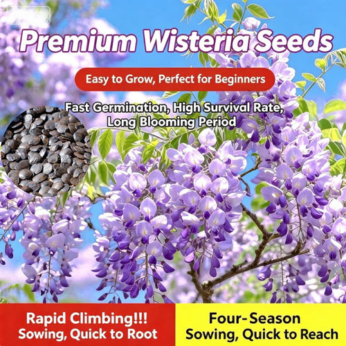 𖧧 🪻Wisteria - The Garden’s Cascading Beauty All Year Round