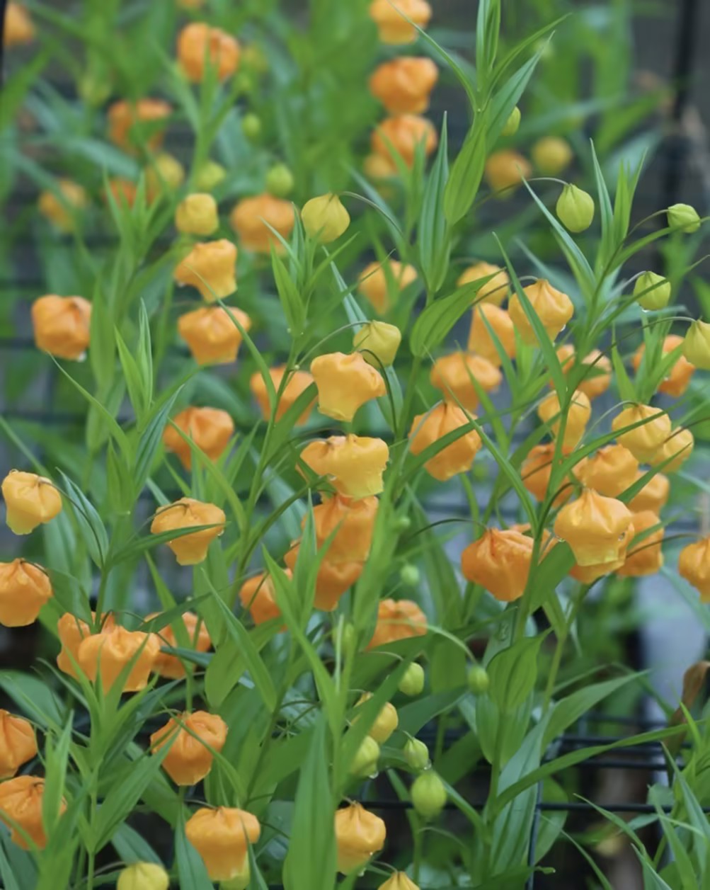 🐉ღ Chinese Lantern Lily（Sandersonia ）