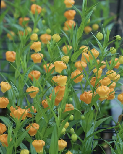 🐉ღ Chinese Lantern Lily（Sandersonia ）