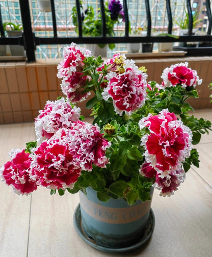 Double Pirouette Petunia Seeds (Red & Salmon) – Award-Winning Ruffled Bicolor Blooms for Hanging Baskets & Containers