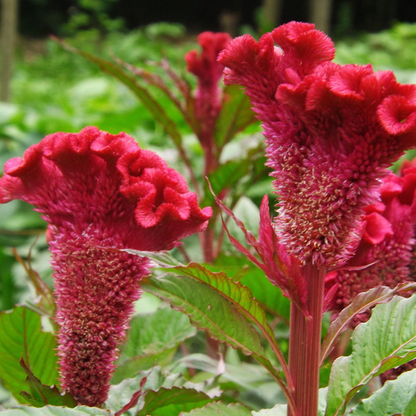 💮🌱Cockscomb Celosia Seeds