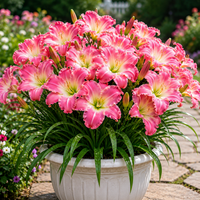 Rose Pink