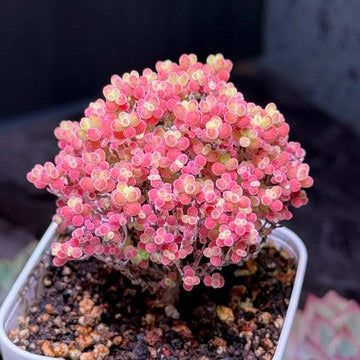 🌱🍬Sweet Citrus Succulent Seeds | Unique Candy-Like Mini Plants🌸