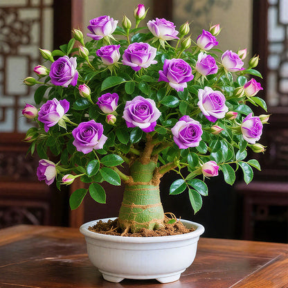 🌵 DESERT ROSE BULBS– EXOTIC BLOOMS, EFFORTLESS BEAUTY! 🌺✨