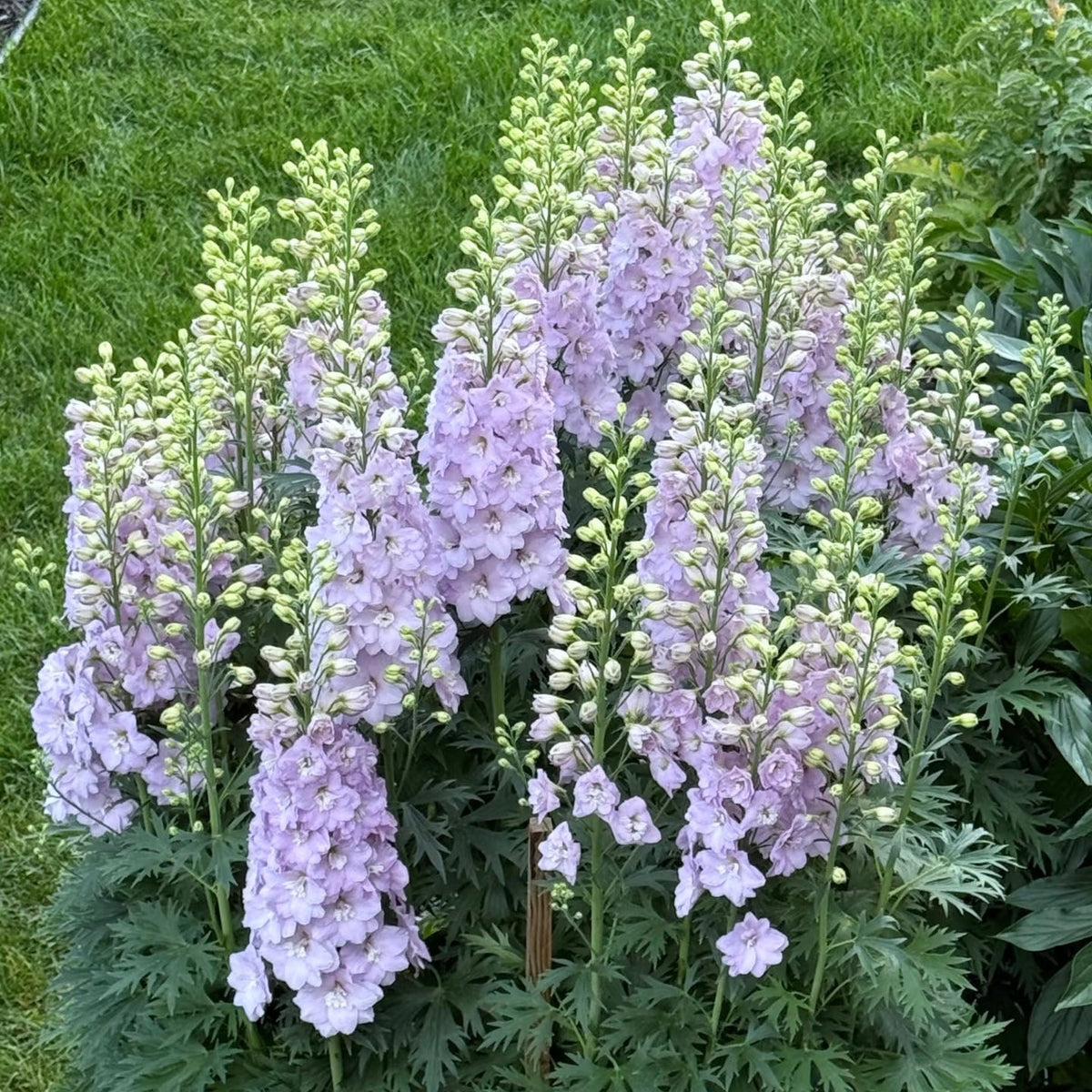 💙Grow Tall, Elegant Delphinium Flowers for a Dreamy Cottage Garden