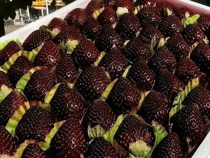 👍New Arrivals👍🍓Giant Black Diamond Strawberries Seeds – Sweet, Nutrient-Rich & Easy to Grow at Home