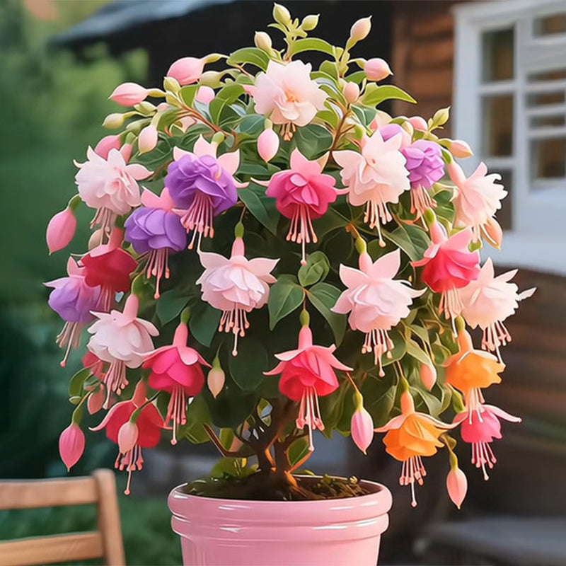 𐙚🎐Transform shaded areas with double fuchsia plants featuring rich color and flowing, elegant blooms🪄