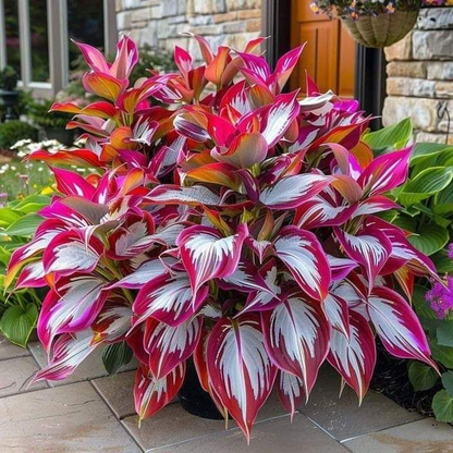 🔥Premium Hosta Seeds🌸Easy to Grow, Comes Back Every Year ✨ Perfect for Beginners