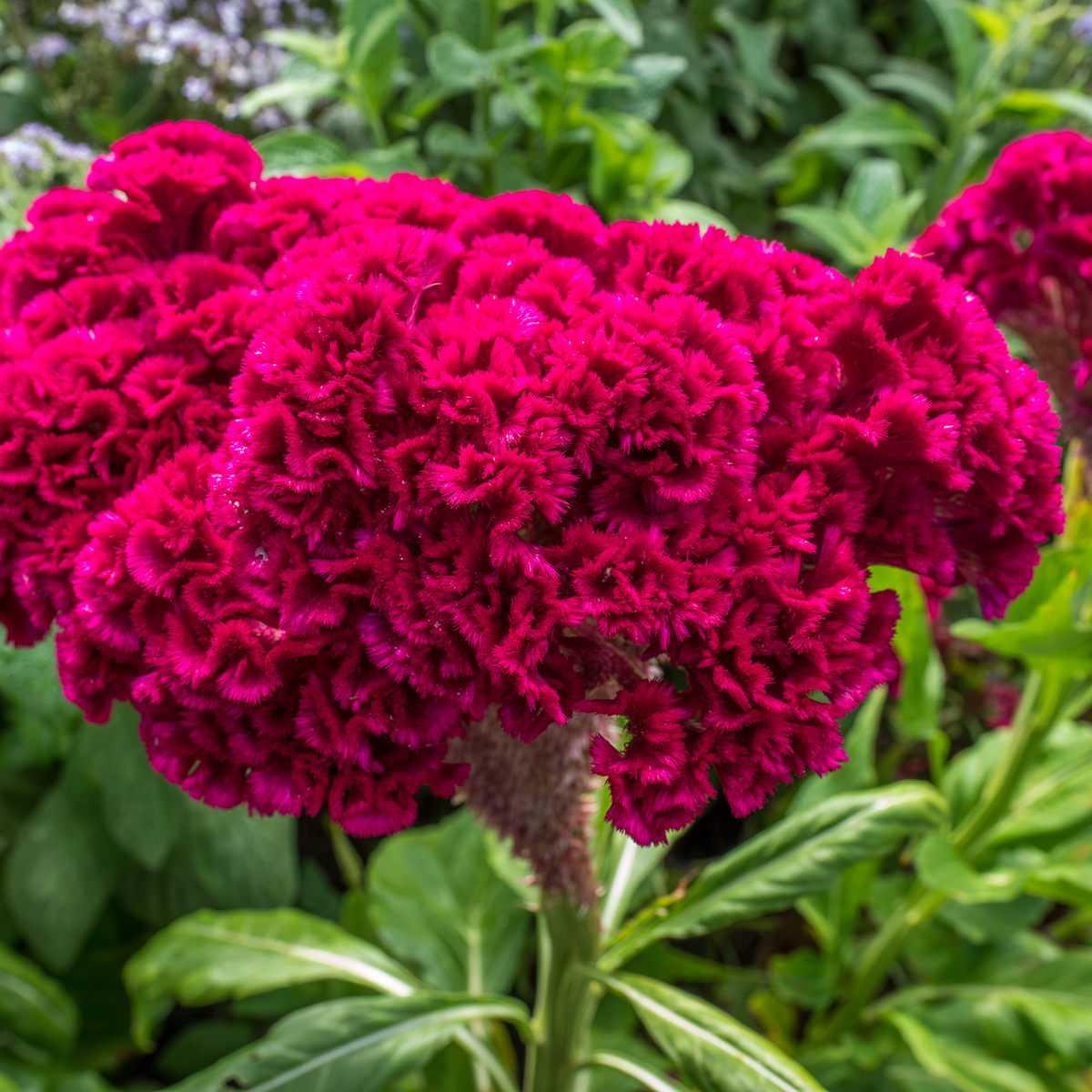💮🌱Cockscomb Celosia Seeds