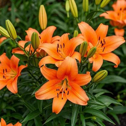 🌸Starlight Queen Oriental Lily Bulbs