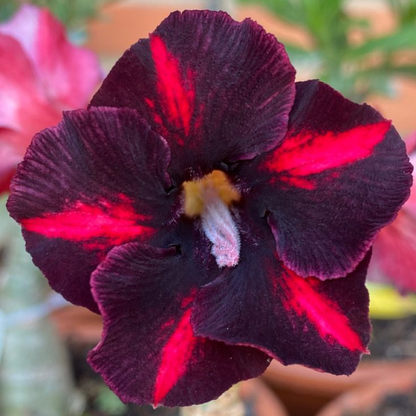 🌸Adenium Desert Rose -No green thumb needed! 🌵 Rare Adenium Obesum Bulbs🌹