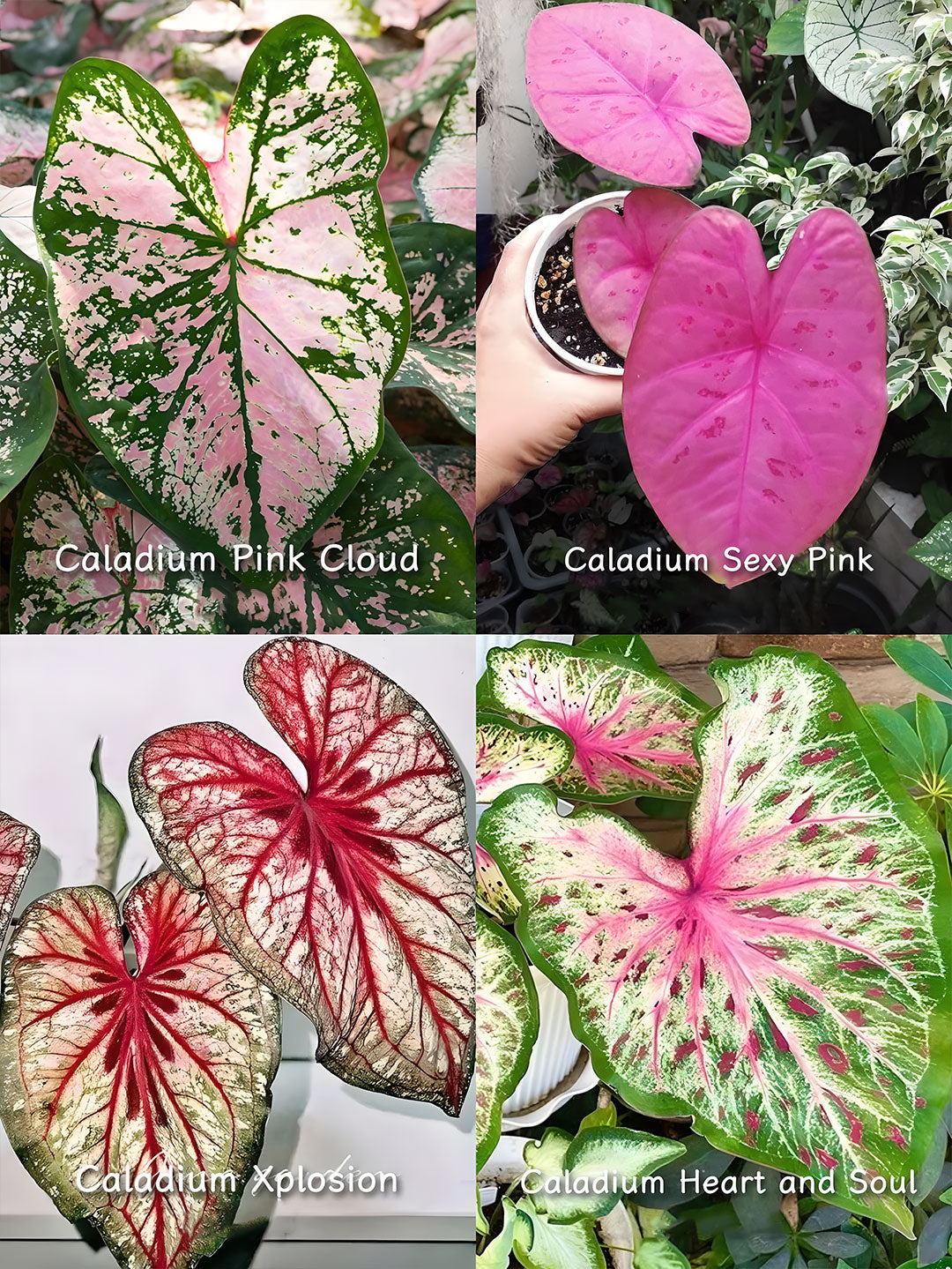 🌺Caladium Bulbs: The Easiest Way to Add Bold Color to Shady Spots