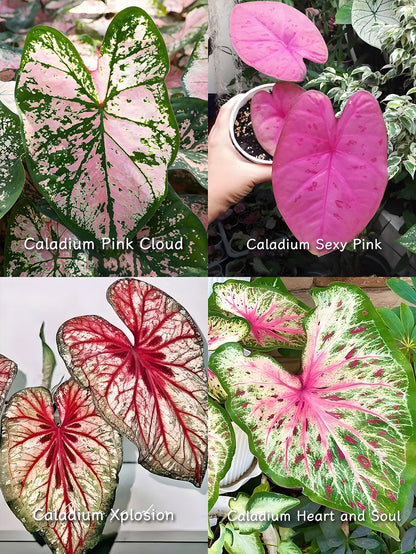 🌺Caladium Bulbs: The Easiest Way to Add Bold Color to Shady Spots