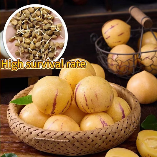 ˚ʚ🍈ɞ˚Grow Your Own Refreshing, Nutrient-Rich Pepino Melon – Sweet, Hydrating & Perfect for Summer 😋