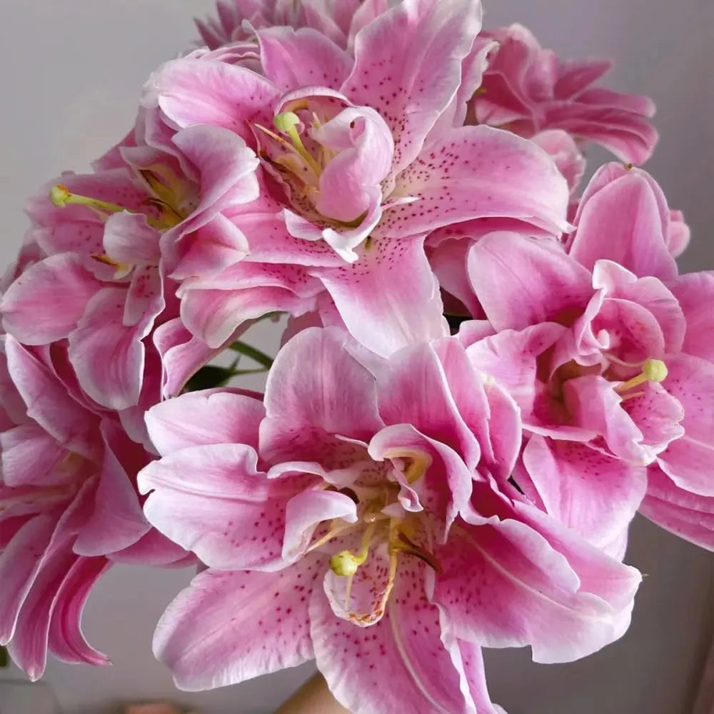 🌸 Premium Lily Bulbs – Fragrant Perennial Blooms for Gardens & Containers