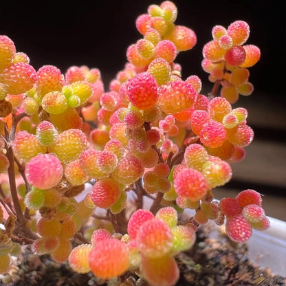 🌱🍬Sweet Citrus Succulent Seeds | Unique Candy-Like Mini Plants🌸