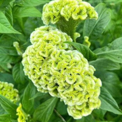 💮🌱Cockscomb Celosia Seeds