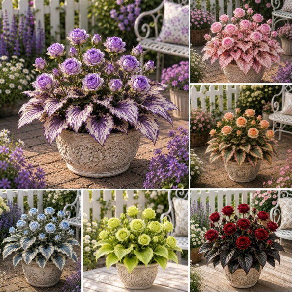 🌿🌹 Rose Hosta 2026 – Rare Blooms, Elegant Foliage, Effortless Beauty