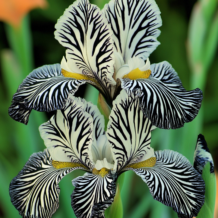 🌸 Zebra Stripes Iris 🌿 Bold Striped Blooms That Instantly Stand Out