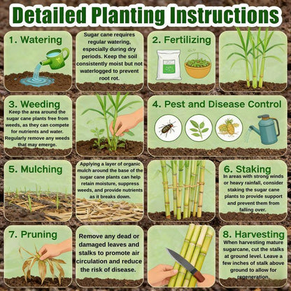 Grow Your Own Sugar! 🌱 sugarcane seeds