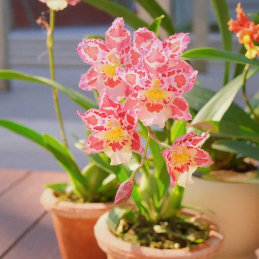 🌺Last Day 50% OFF🌸Leopard Gemstone Orchid - Beautiful and Unique