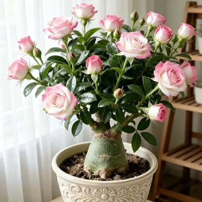 🌵 DESERT ROSE BULBS– EXOTIC BLOOMS, EFFORTLESS BEAUTY! 🌺✨