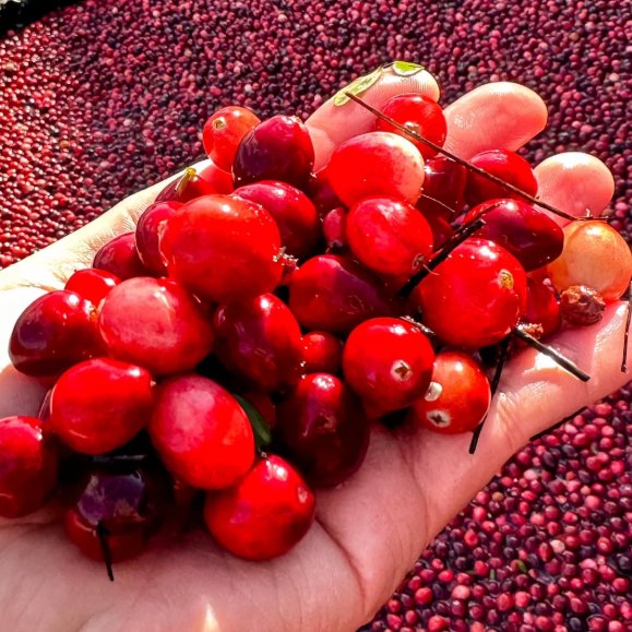 🍒 Premium Cranberry Seeds – Superfruit Treasure!