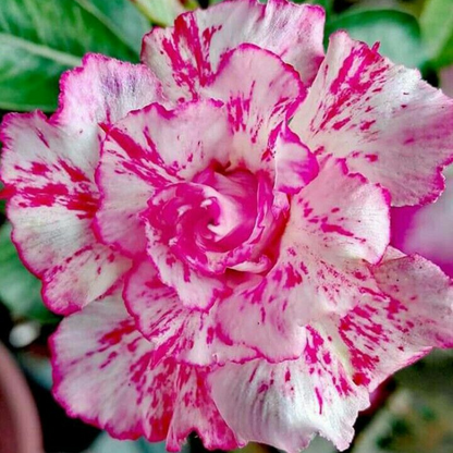 🌸Adenium Desert Rose -No green thumb needed! 🌵 Rare Adenium Obesum Bulbs🌹