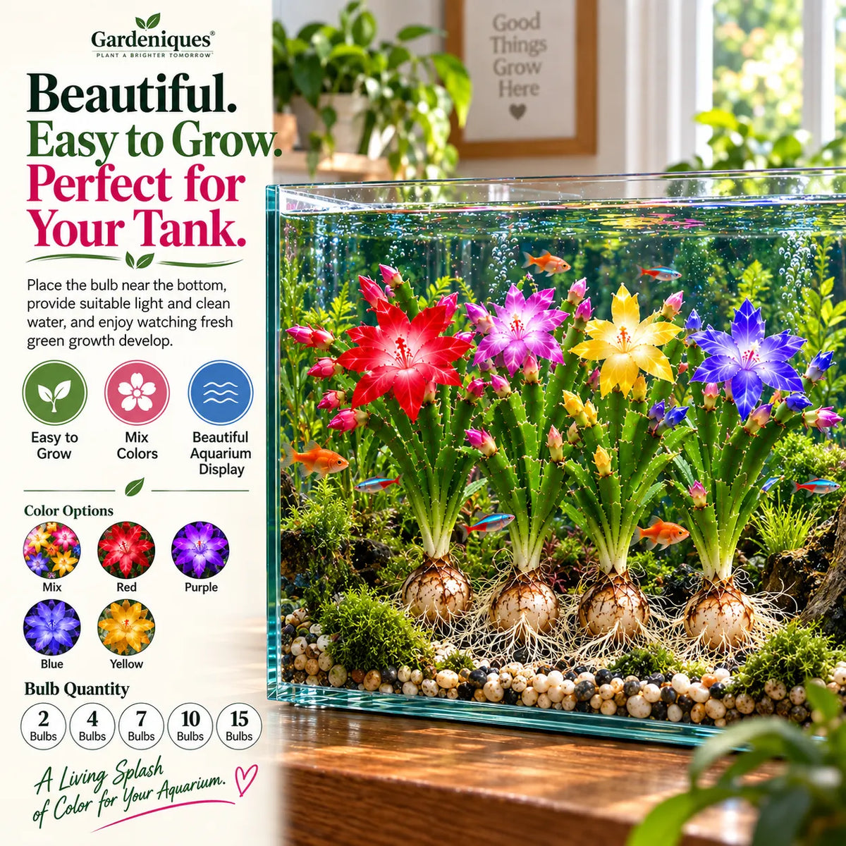 🦀  Mix Colors Rainbow Aquarium Schlumbergera – Easy-Care Blooms in Every Shade for a Colorful Aquatic Display 🌈🐠