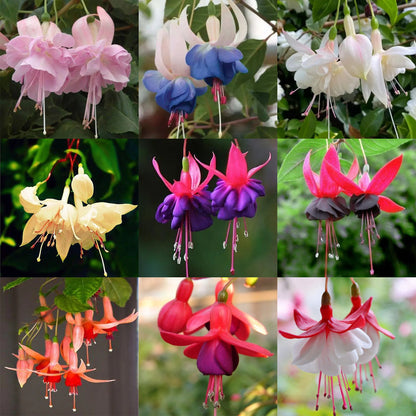 🧚🏼Fuchsia Flowers Seeds-Dancing Elf Bonsai
