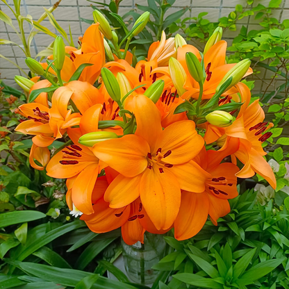 🌸Unique Lily Seeds Mix | A Collector’s Choice for Garden Lovers