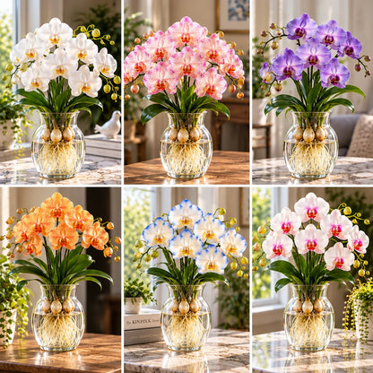 🌸 Rare Hydroponic Phalaenopsis Orchid Bulbs – Elegant Blooms Grown Beautifully in Water