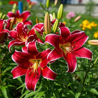 🌸Starlight Queen Oriental Lily Bulbs