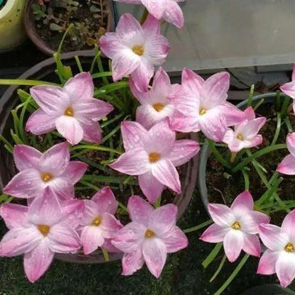 Premium Rain Lily Bulbs-Repeat-Blooming • Heat-Tolerant