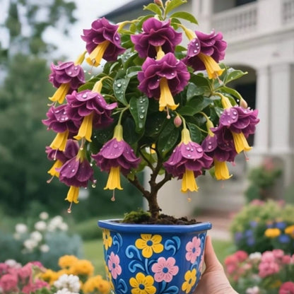 𐙚🎐Transform shaded areas with double fuchsia plants featuring rich color and flowing, elegant blooms🪄