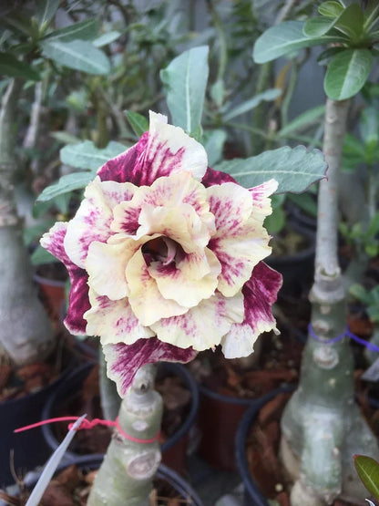 🌸Adenium Desert Rose -No green thumb needed! 🌵 Rare Adenium Obesum Bulbs🌹