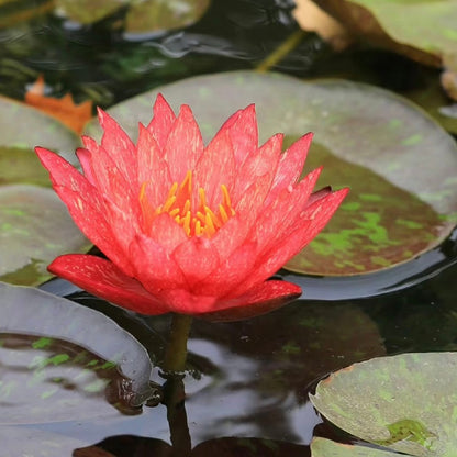 ✨🪷 Water Lilies: Transform Your Water Garden into a Living Masterpiece