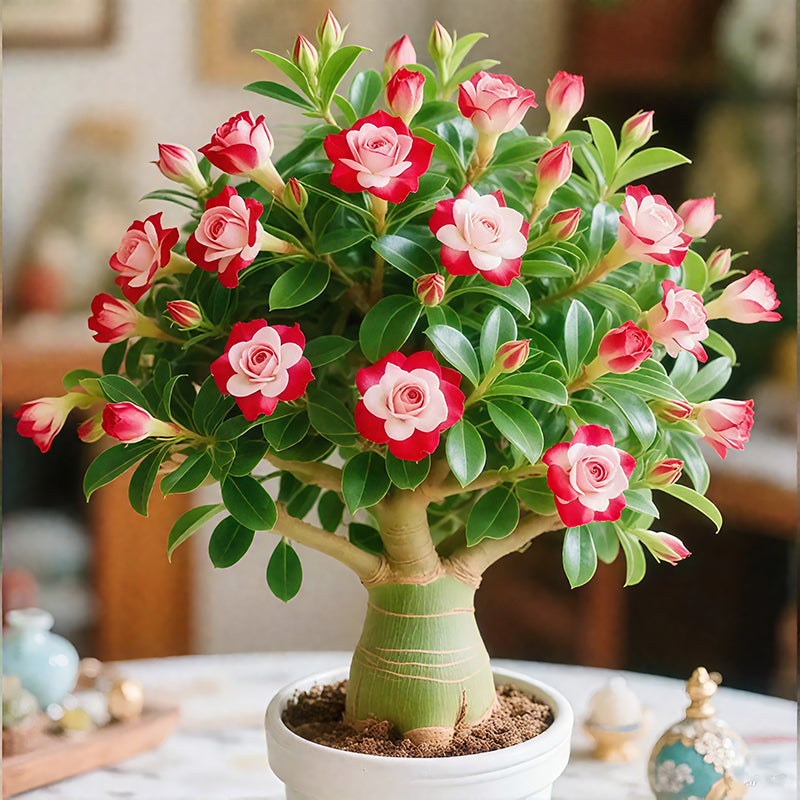 🌵 DESERT ROSE BULBS– EXOTIC BLOOMS, EFFORTLESS BEAUTY! 🌺✨