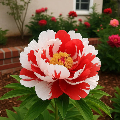 🦋⋰🌸⸝⸝Luxury Double Peonies for a Stunning Garden