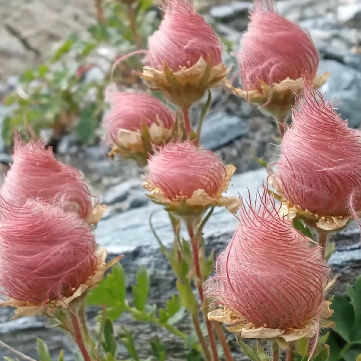 ˃̶͈🍧˂̶͈ Prairie Smoke Flower Seeds🌿Sweet Plants