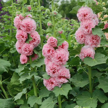 🌸 Hollyhock Seeds 🌱 Easy to Grow, Towering Blooms All Season